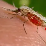 São Paulo confirma primeiros casos de Febre do Nilo Ocidental