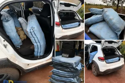 Força-tarefa apreende cerca de 180 quilos de skunk em São Francisco do Guaporé