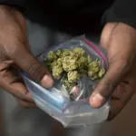 Homem é flagrado com munições e maconha em Hilux e diz que droga era de garota de programa em Vilhena
