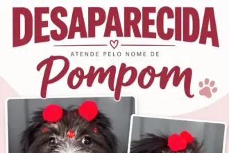 Cadela de 5 meses desaparece no bairro Cidade Alta em Rolim de Moura; família pede ajuda
